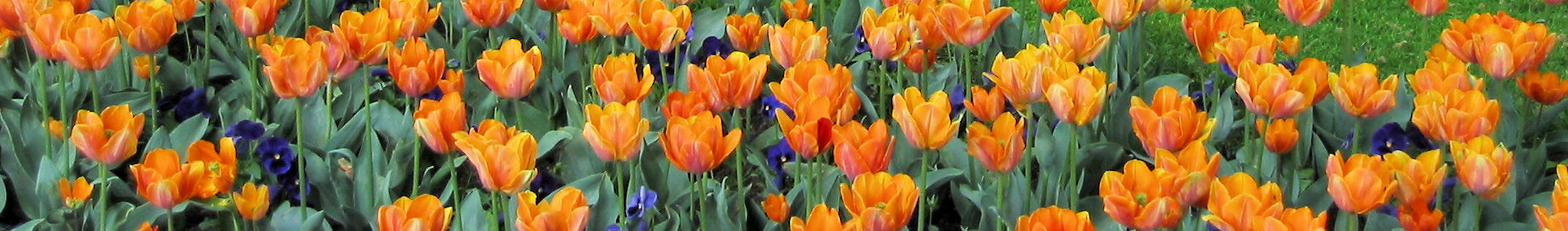 Tulips